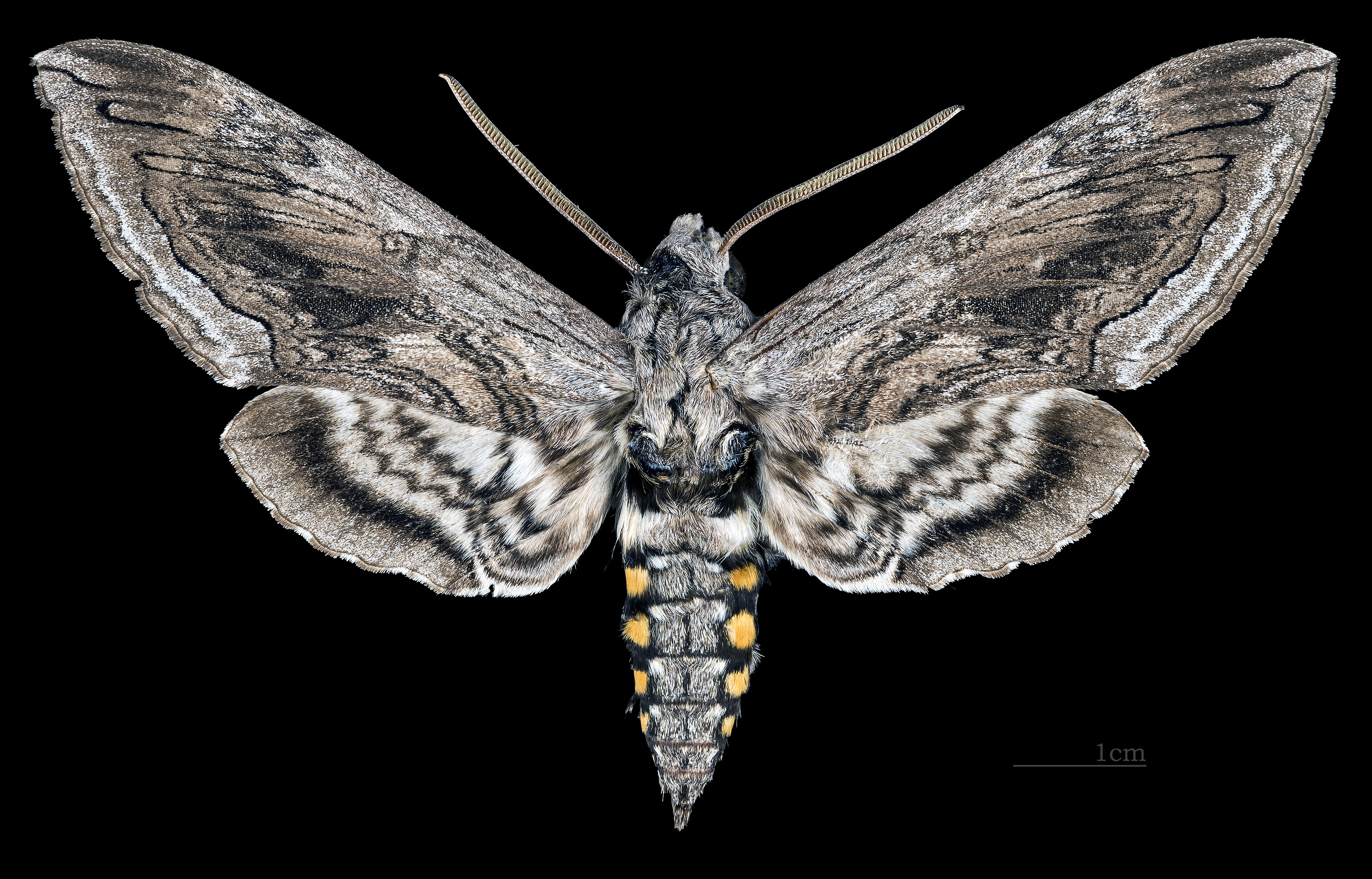 Photograph of tomato hornworm — garden pest identification