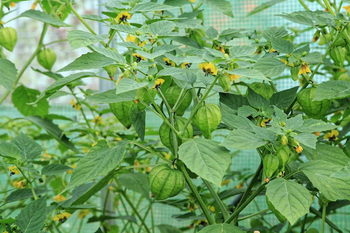 Tomatillo plant: Solanaceae crop profile photo
