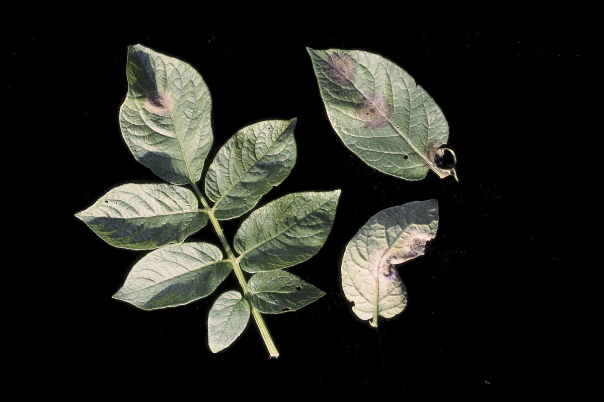 Photograph of late blight symptoms used for plant disease identification