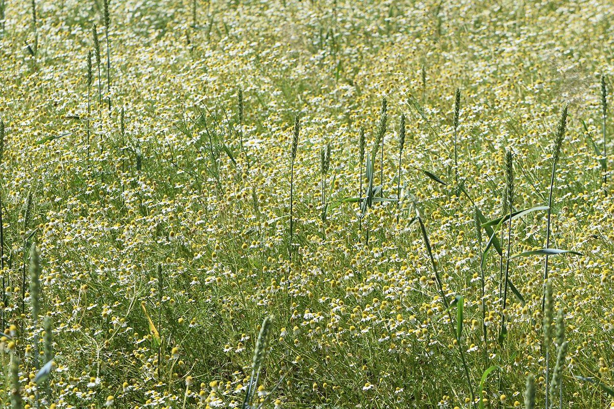 Chamomile (German) growing. Photo for the chamomile (german) growing guide