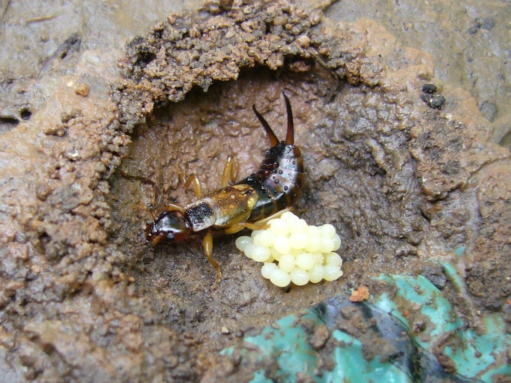 Close-up photo of earwig used for garden pest identification