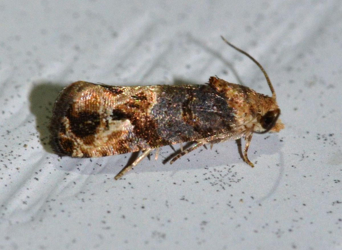 Close-up photo of grape berry moth used for garden pest identification