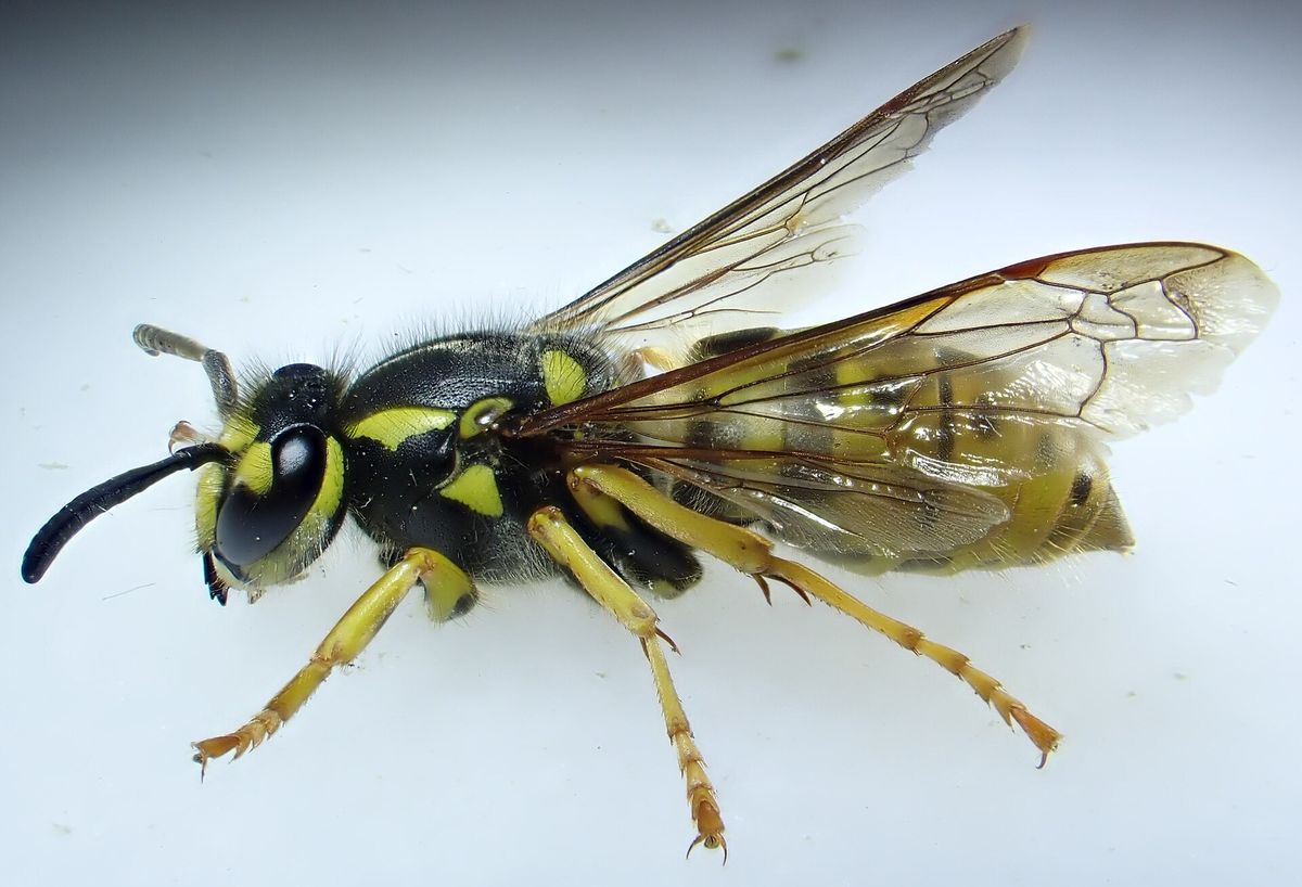 Photograph of yellowjacket: garden pest identification
