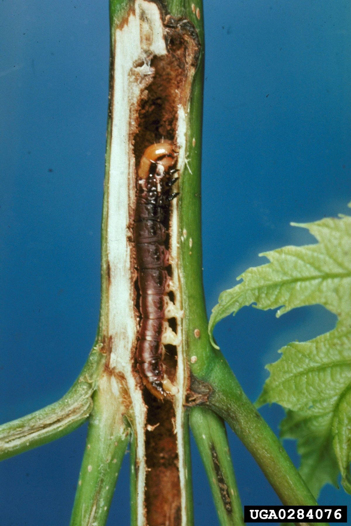 Close-up photo of common stalk borer used for garden pest identification
