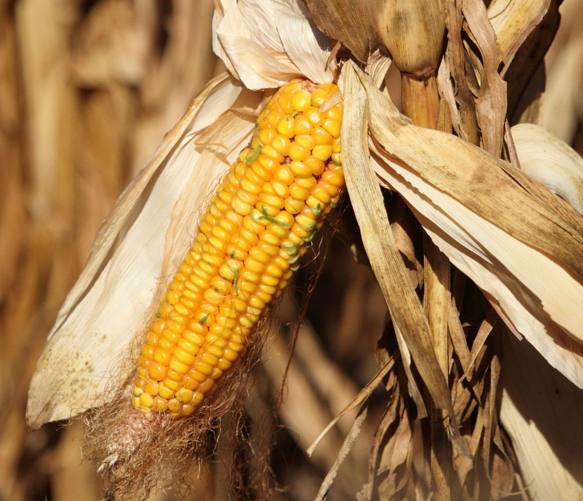 Popcorn plant: Poaceae crop profile photo