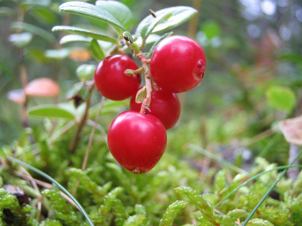 Lingonberry plant: Ericaceae crop profile photo