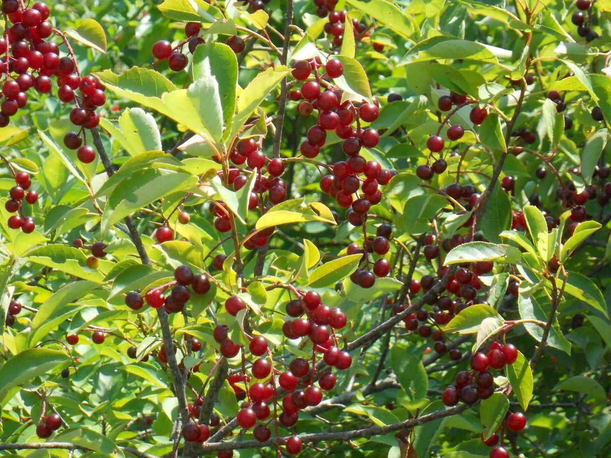 Chokecherry growing. Photo for the chokecherry growing guide