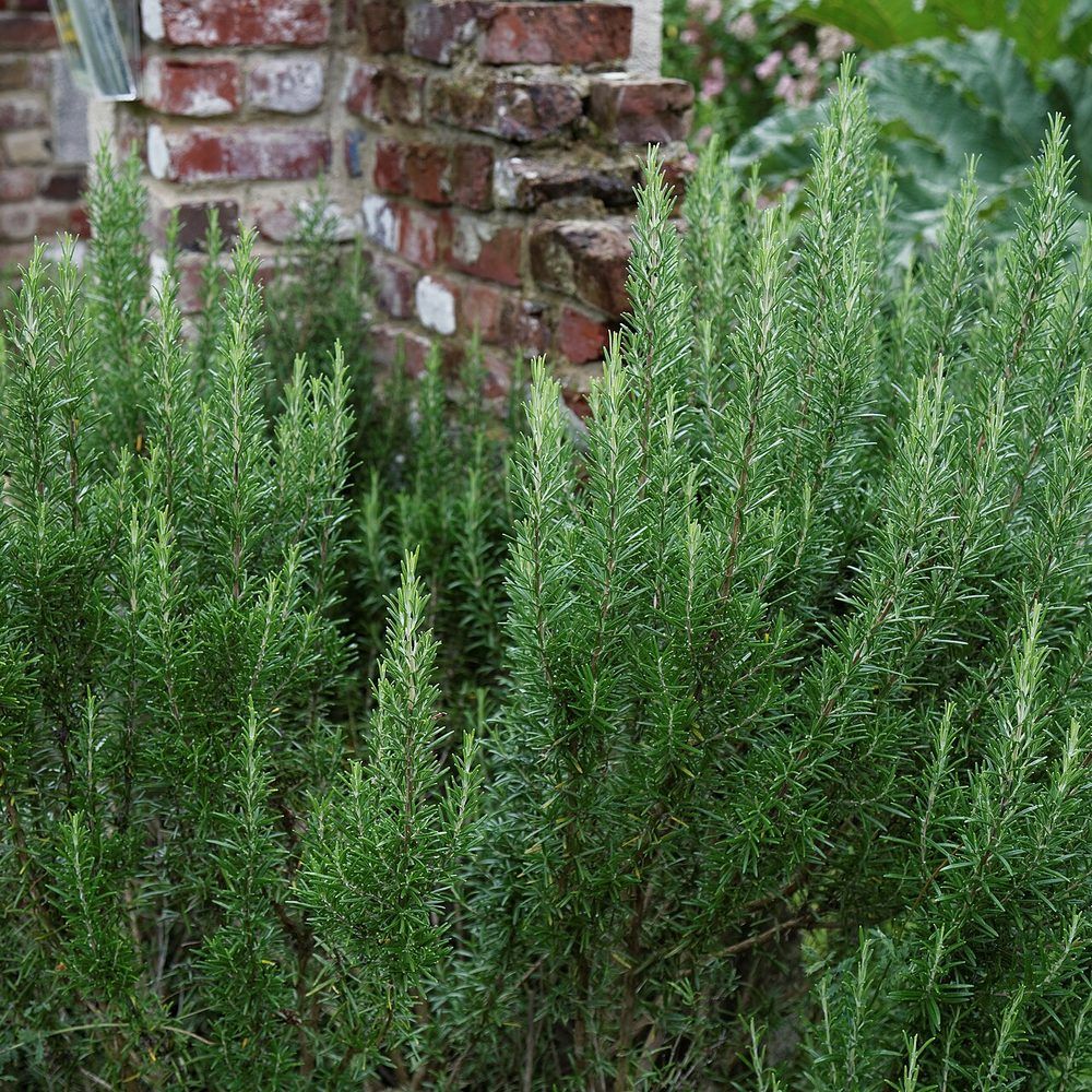 Rosemary growing. Photo for the rosemary growing guide