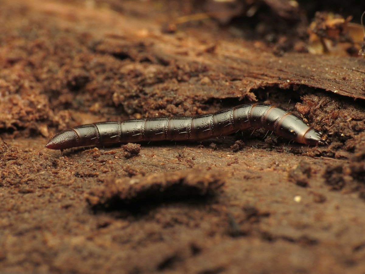 Photograph of wireworm: garden pest identification