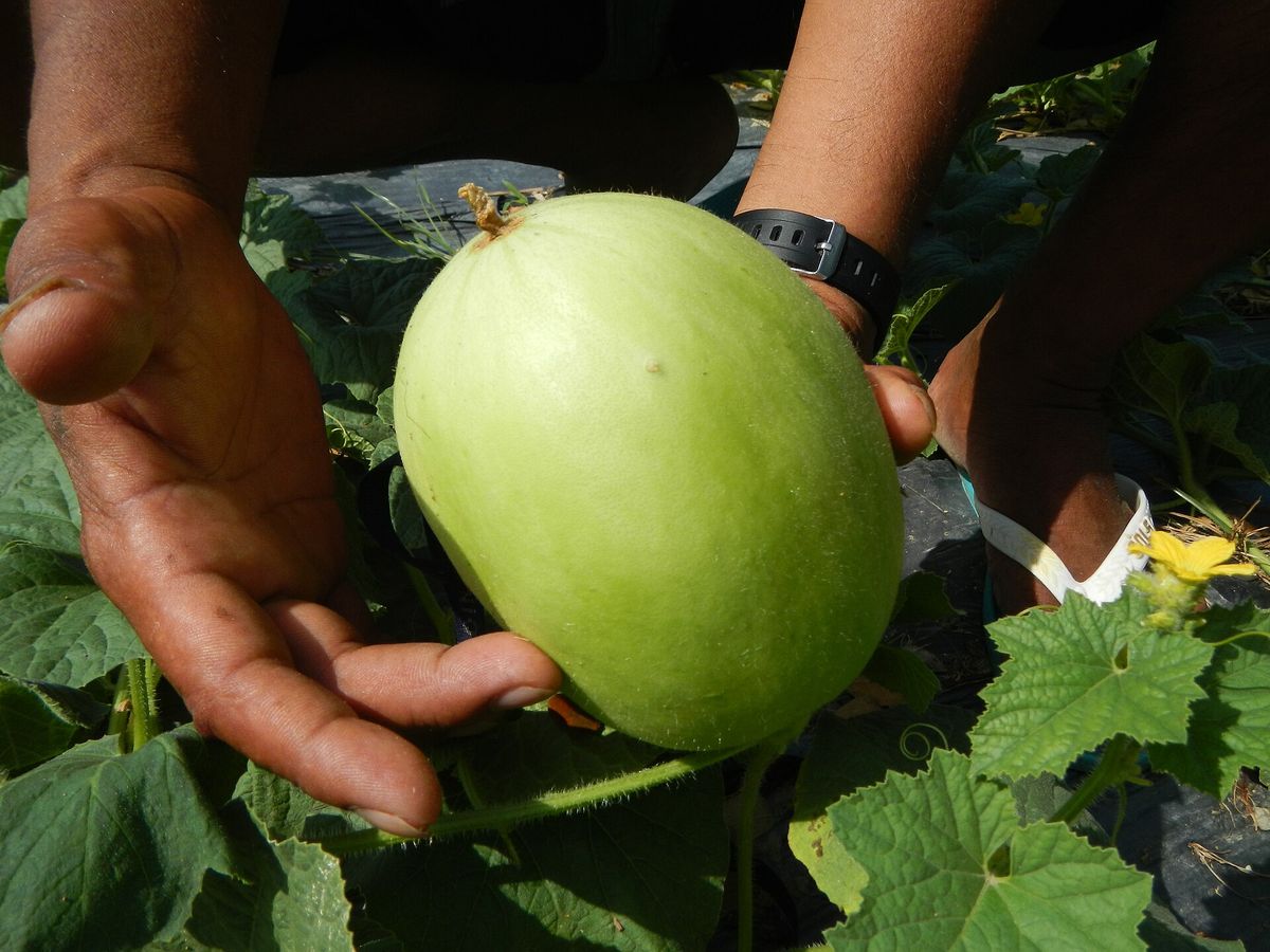 Honeydew Melon plant: Cucurbitaceae crop profile photo