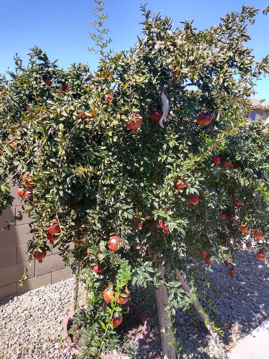 Pomegranate growing. Photo for the pomegranate growing guide