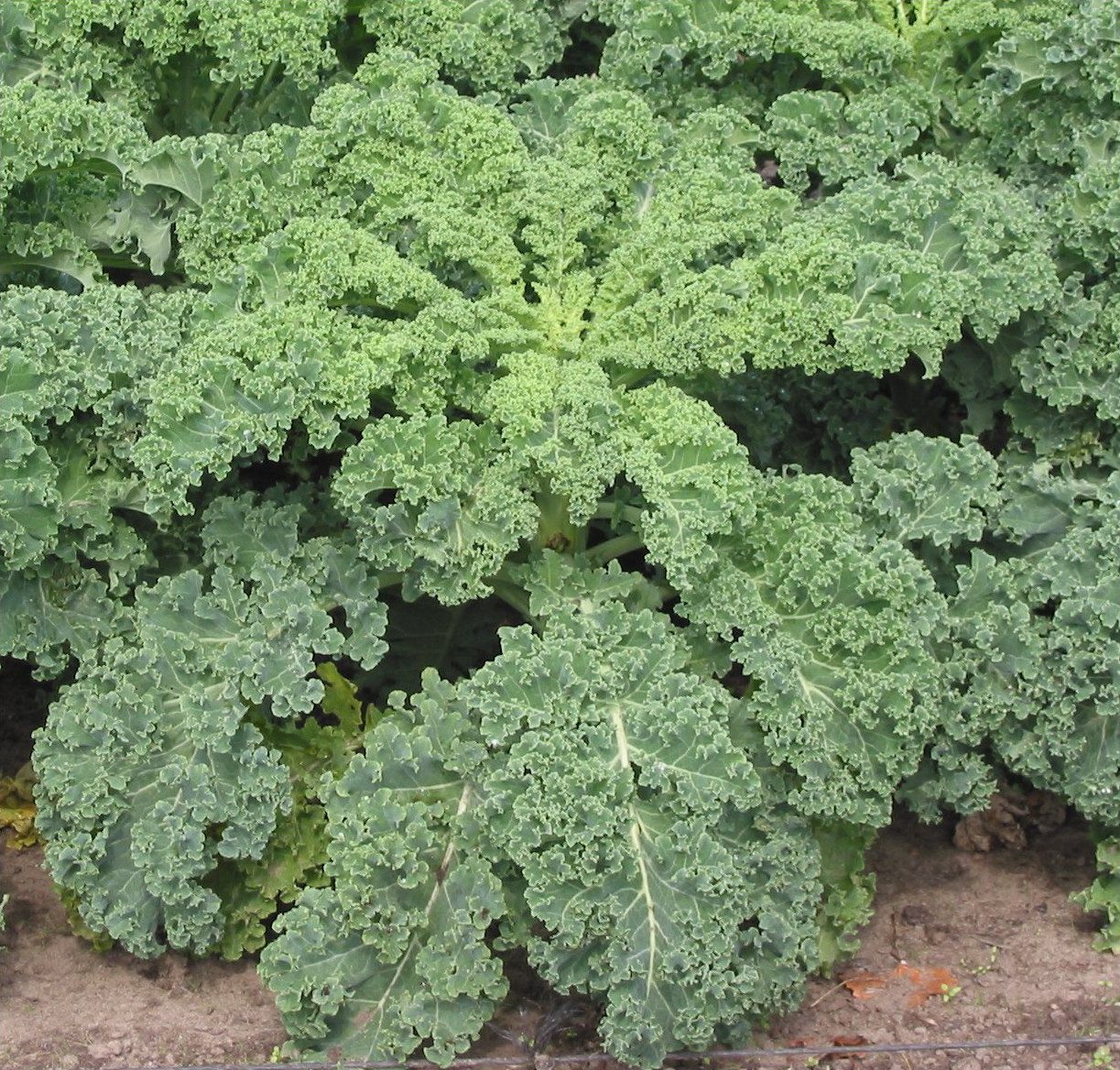 Kale plant: Brassicaceae crop profile photo