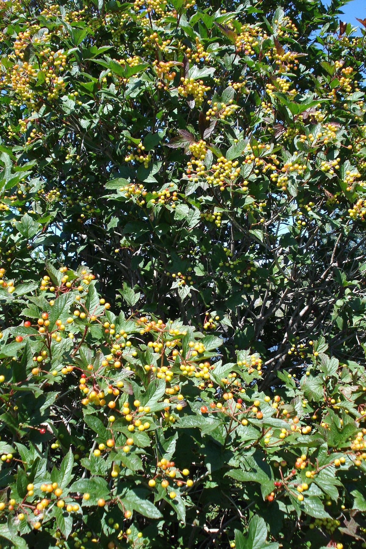 Highbush Cranberry plant: Adoxaceae crop profile photo