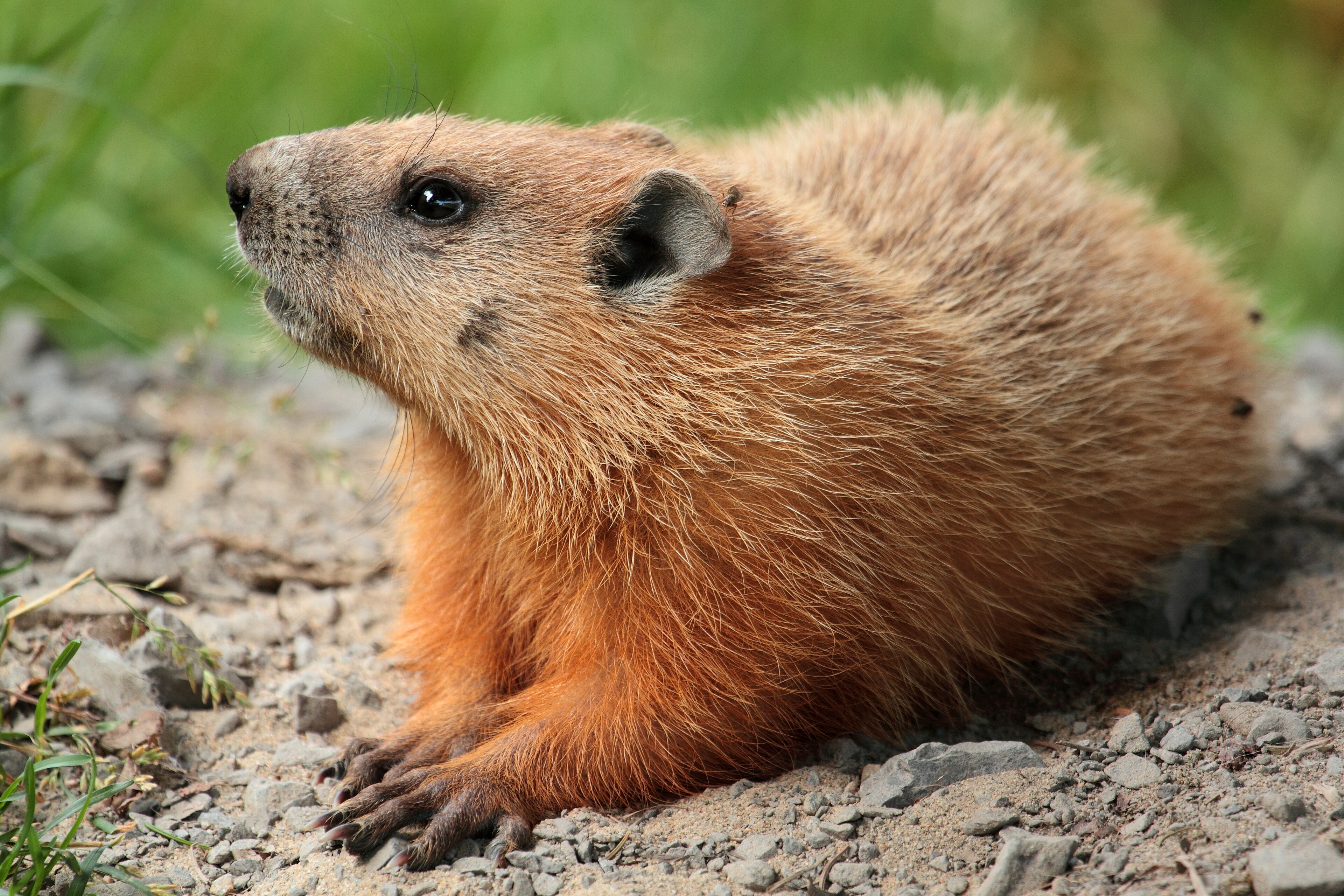 Photograph of groundhog (woodchuck) — garden pest identification
