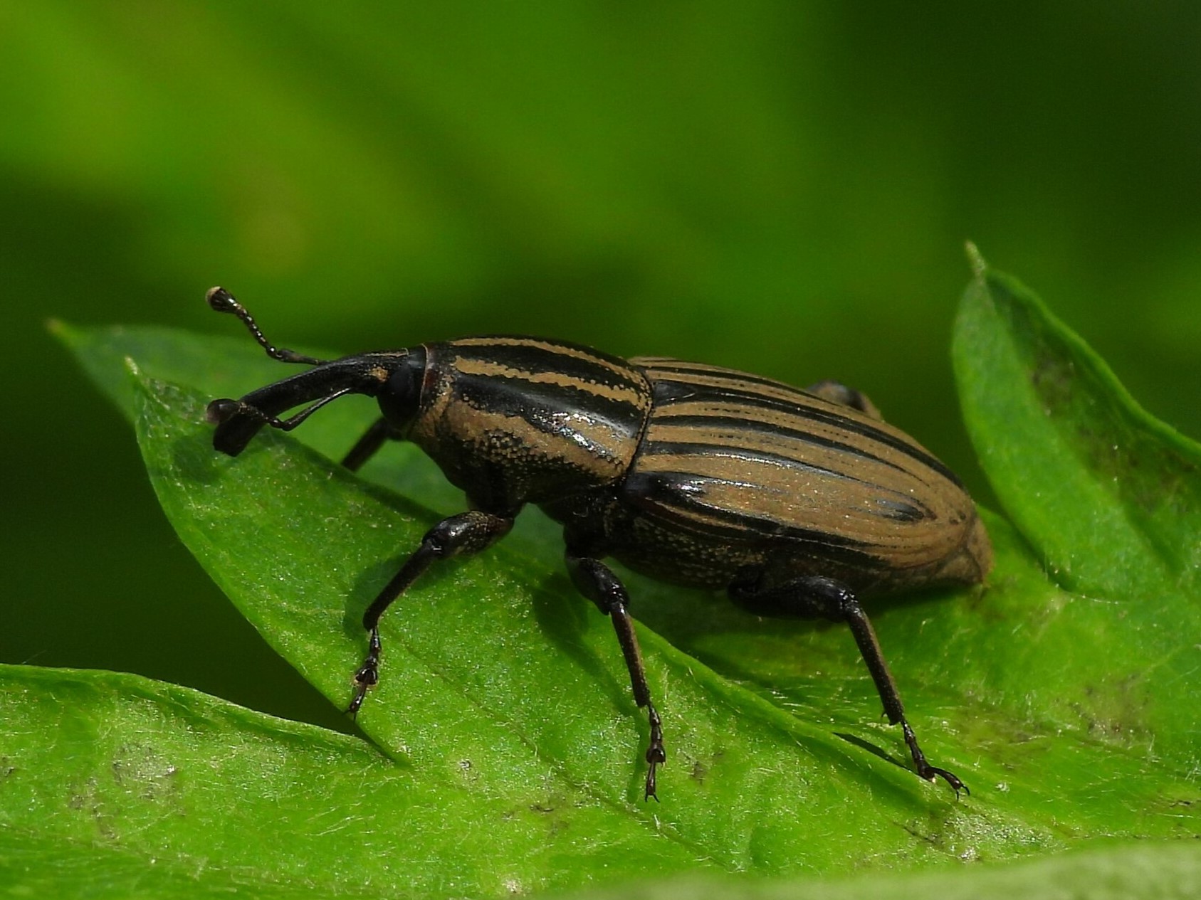 Close-up photo of billbug used for garden pest identification