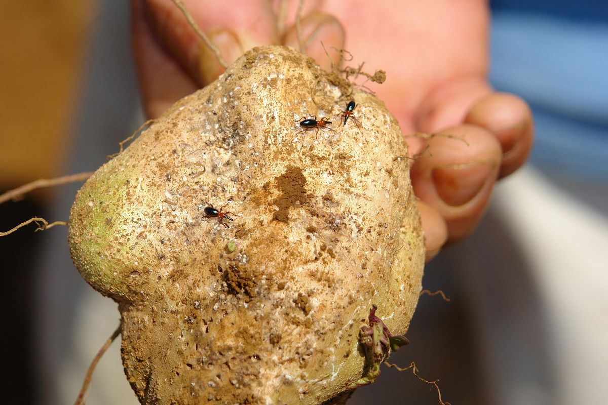 Close-up photo of sweetpotato weevil used for garden pest identification
