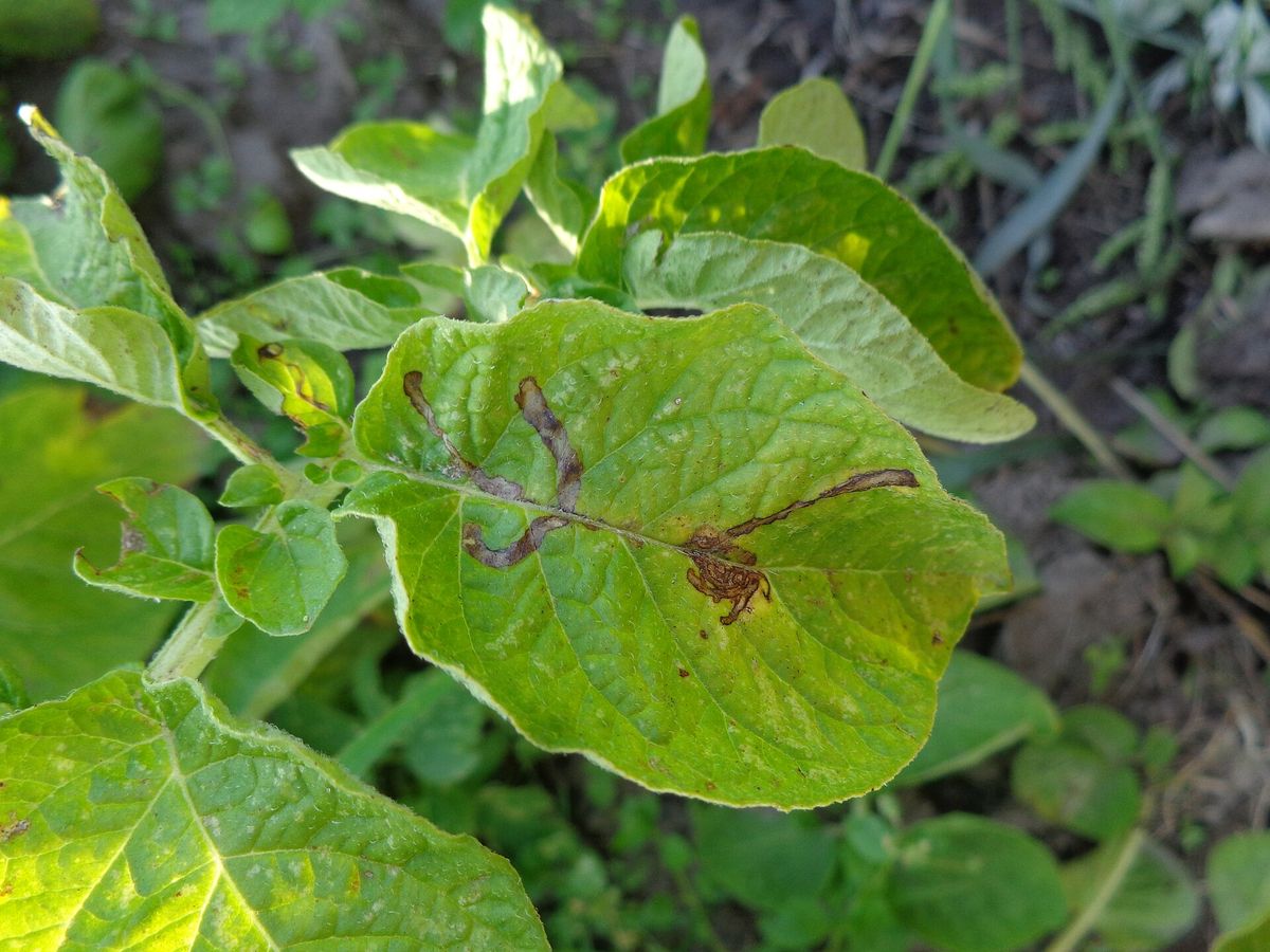 Close-up photo of leafminer used for garden pest identification