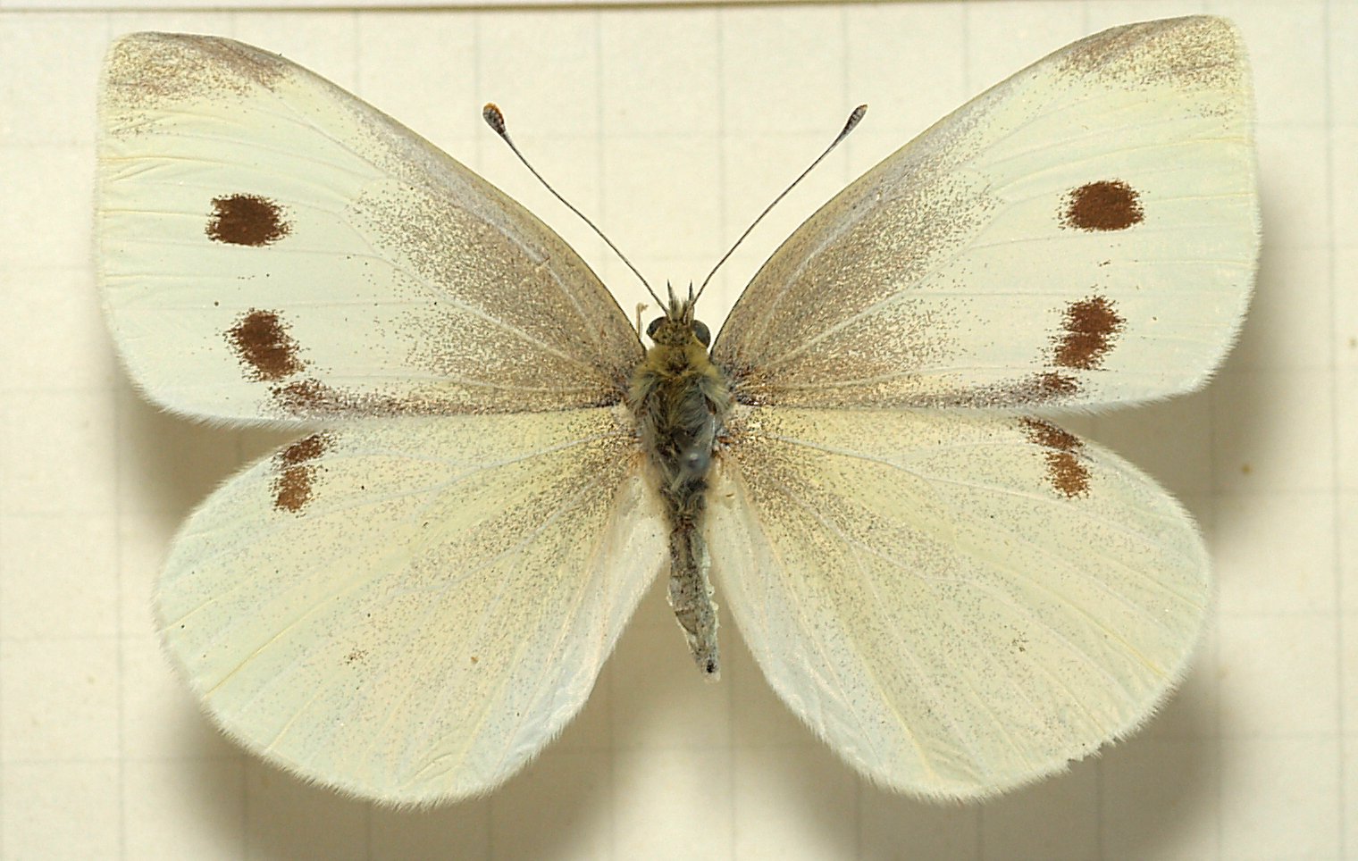 Photograph of imported cabbage worm — garden pest identification