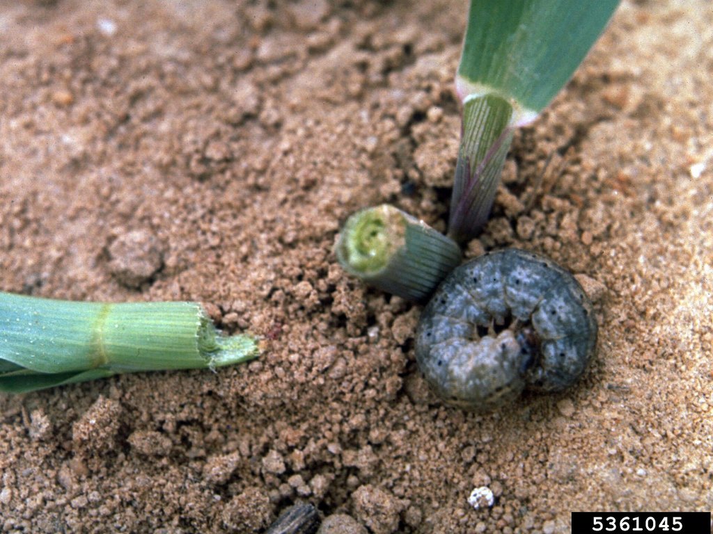 Close-up photo of cutworm used for garden pest identification