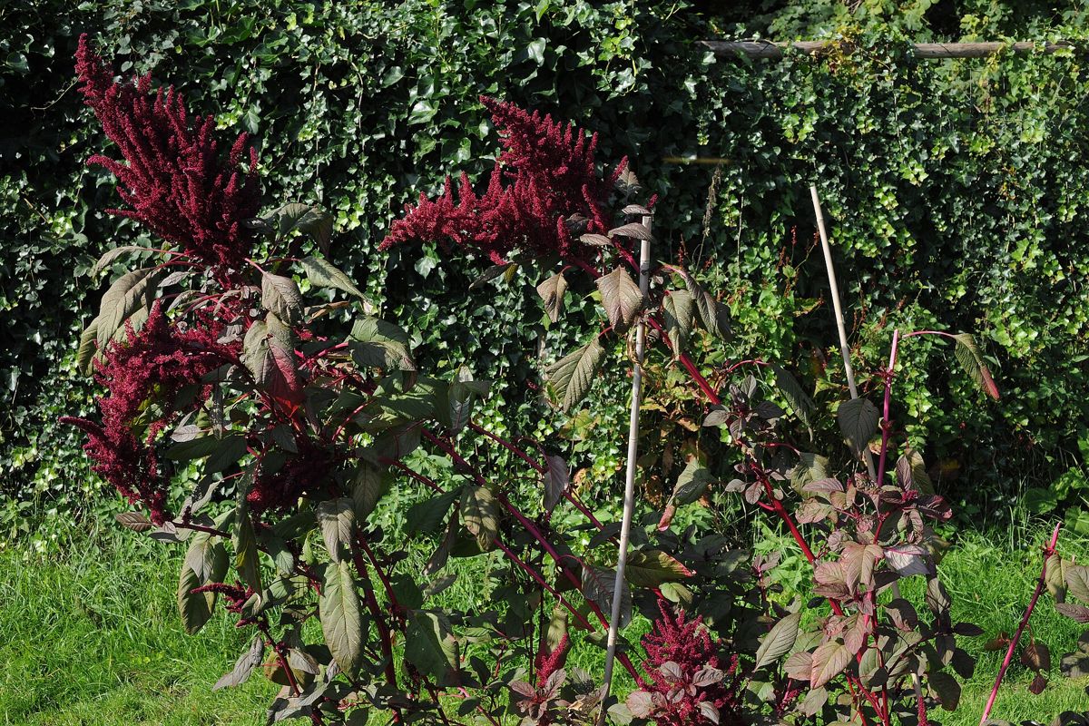 Grain Amaranth growing. Photo for the grain amaranth growing guide