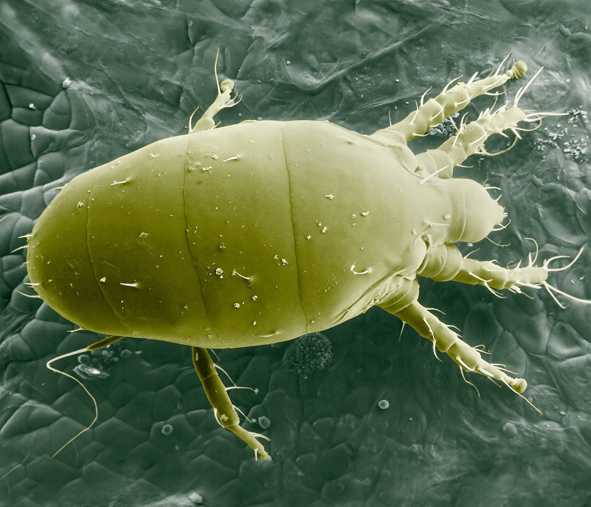 Close-up photo of broad mite used for garden pest identification