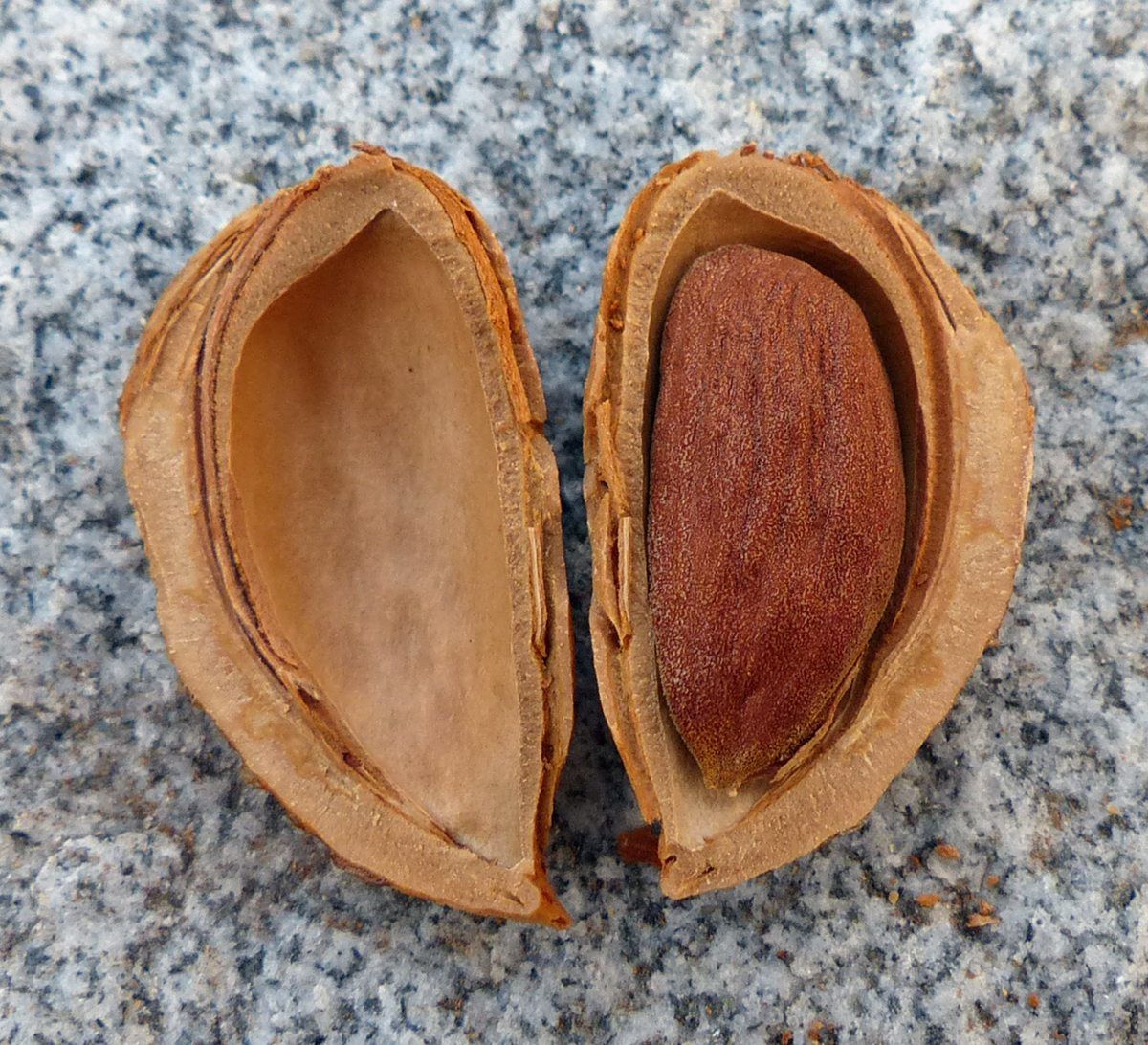 Almond growing. Photo for the almond growing guide