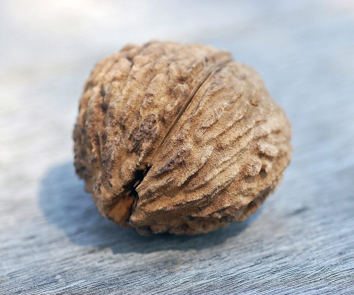 Black Walnut growing. Photo for the black walnut growing guide