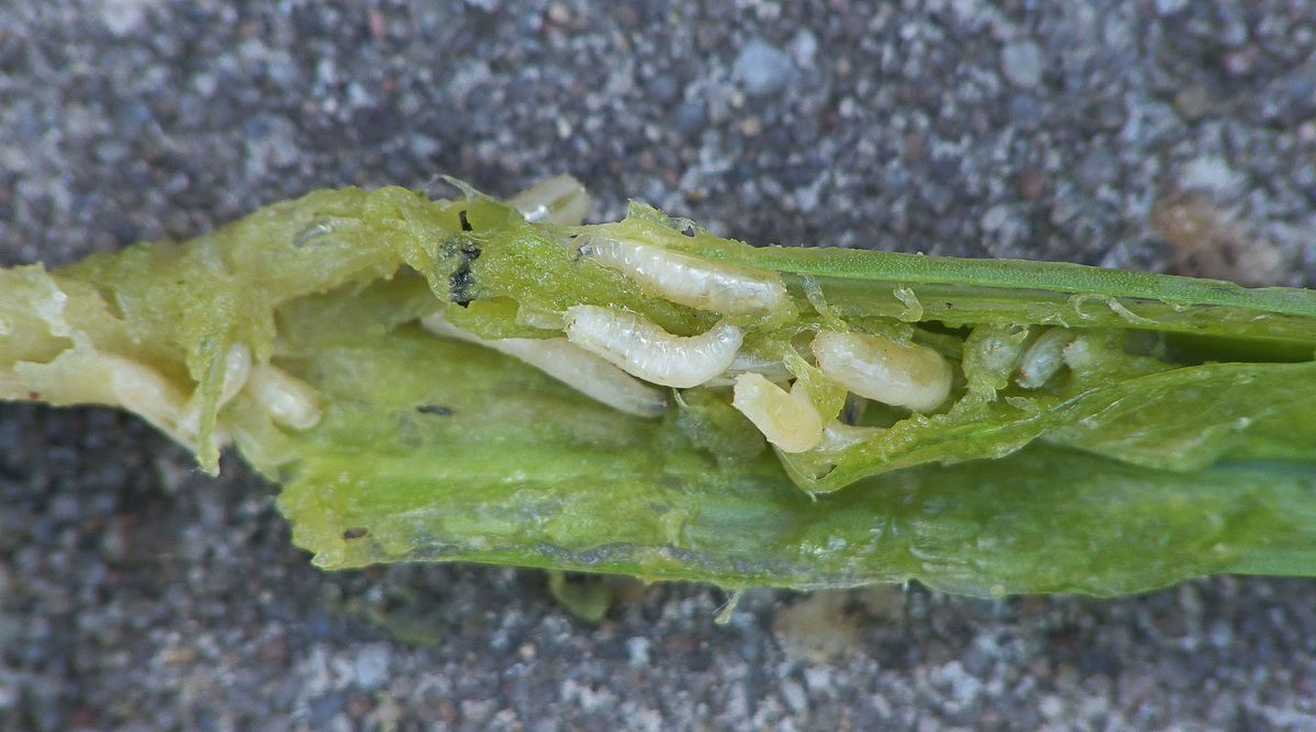 Close-up photo of onion maggot used for garden pest identification