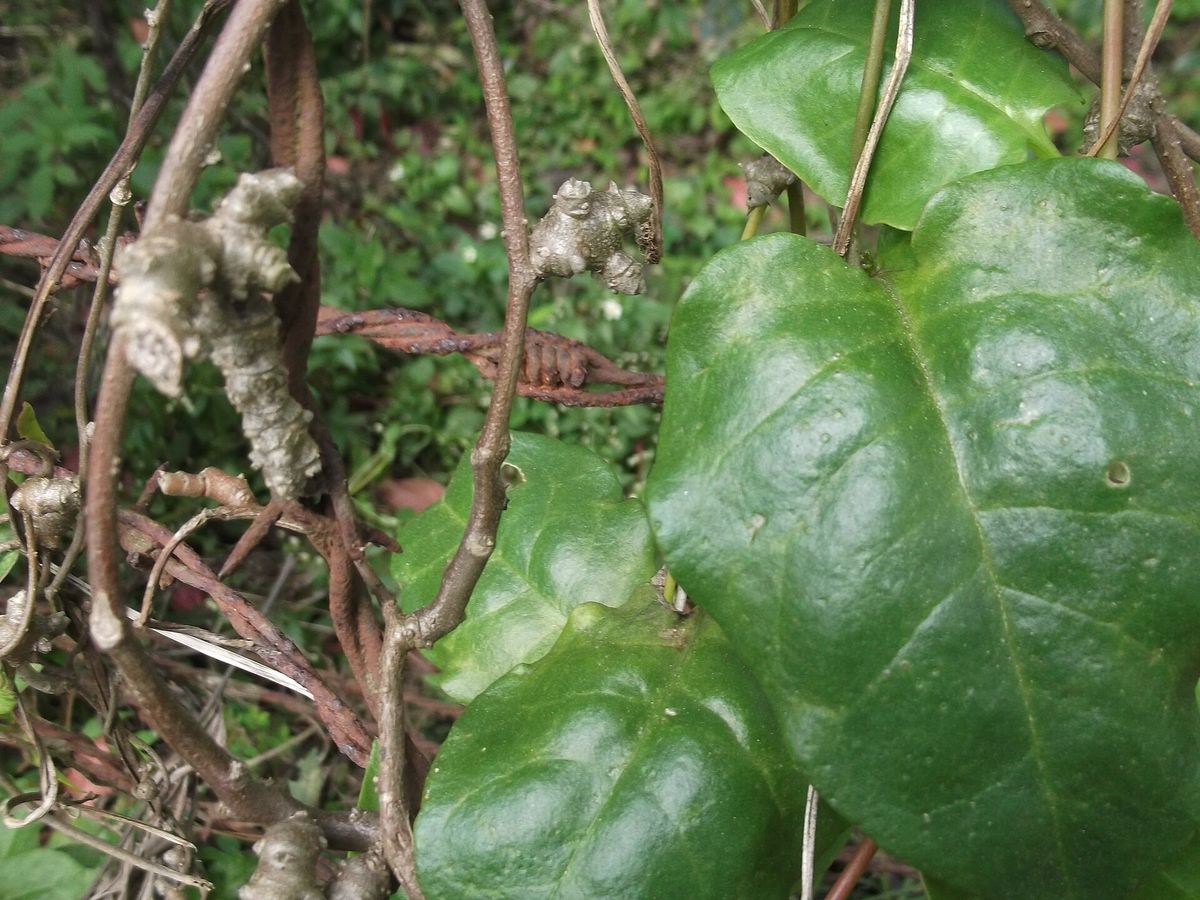 Malabar Spinach plant: Basellaceae crop profile photo