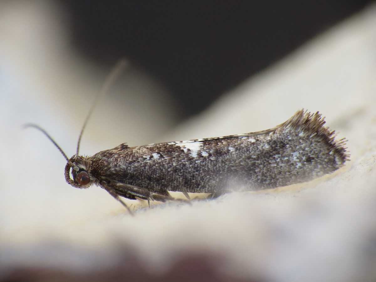 Photo showing leek moth or its identifying damage