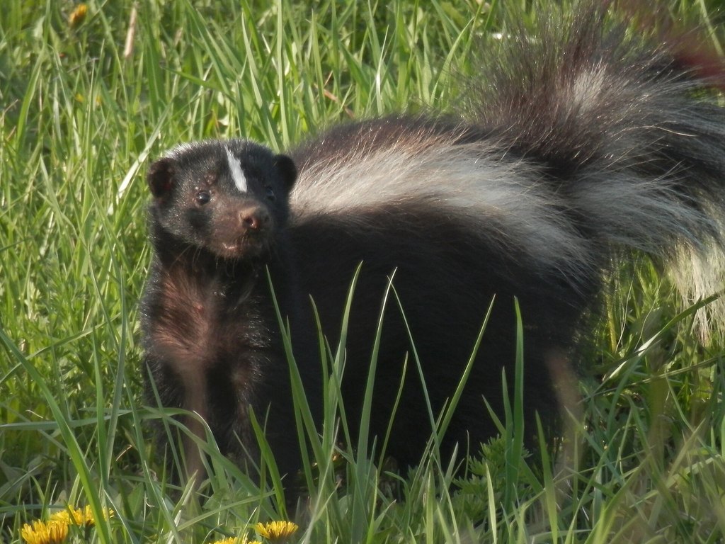 Close-up photo of skunk used for garden pest identification