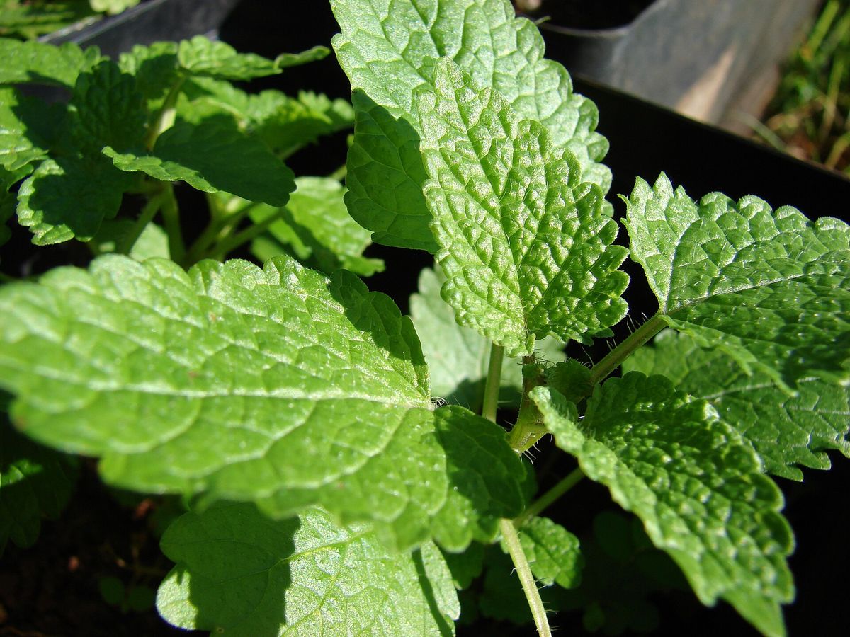 Lemon Balm plant: Lamiaceae crop profile photo