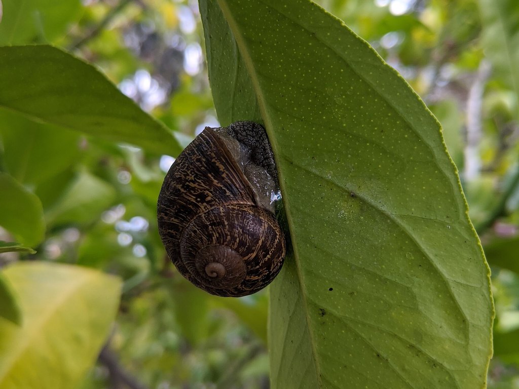 Close-up photo of garden snail used for garden pest identification