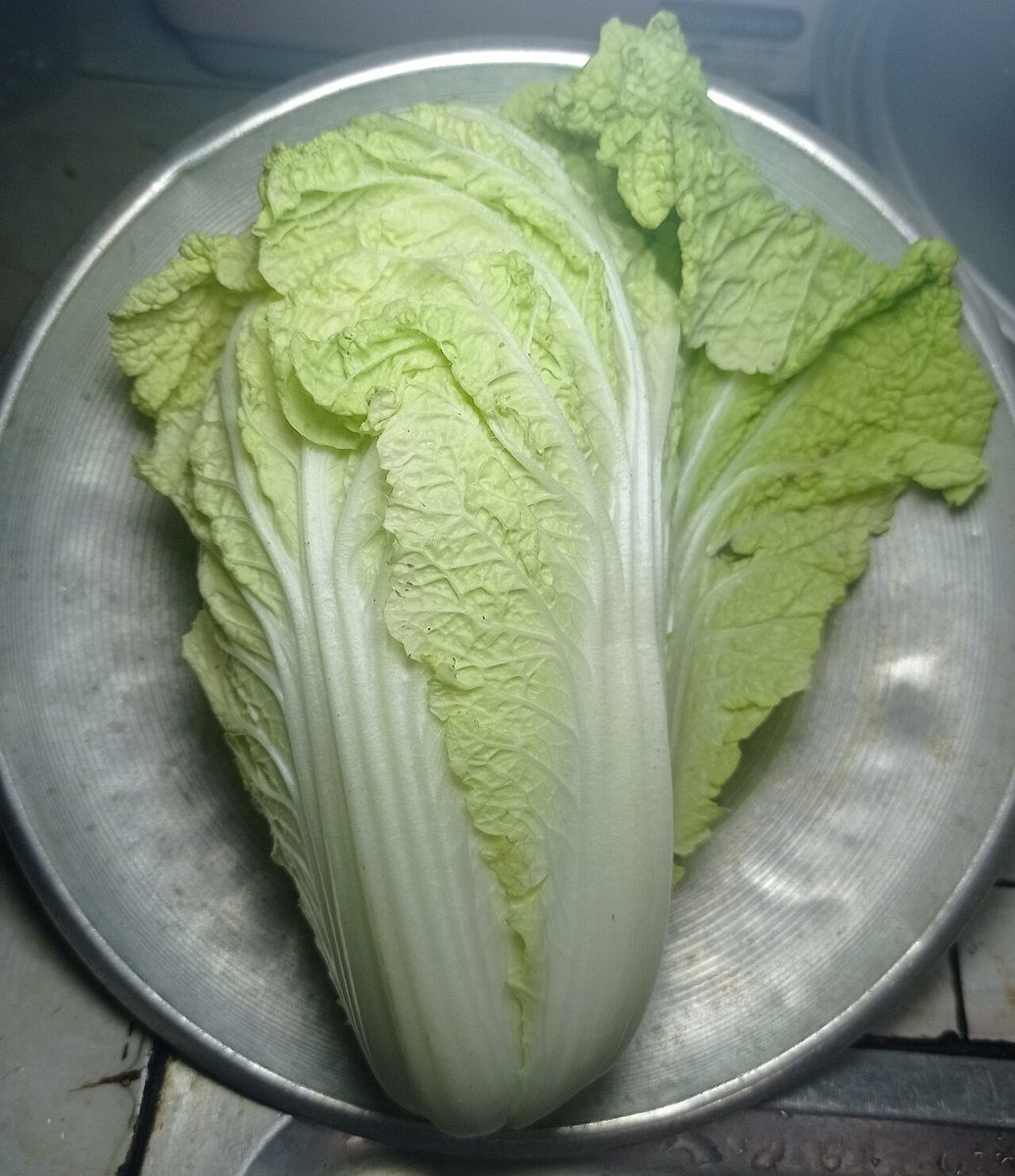 Napa Cabbage growing. Photo for the napa cabbage growing guide