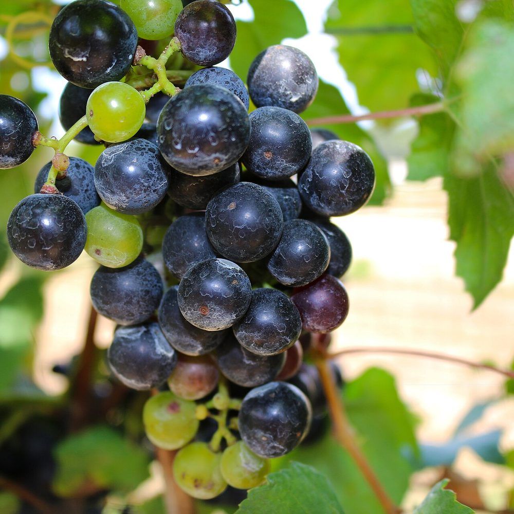 Grape plant: Vitaceae crop profile photo