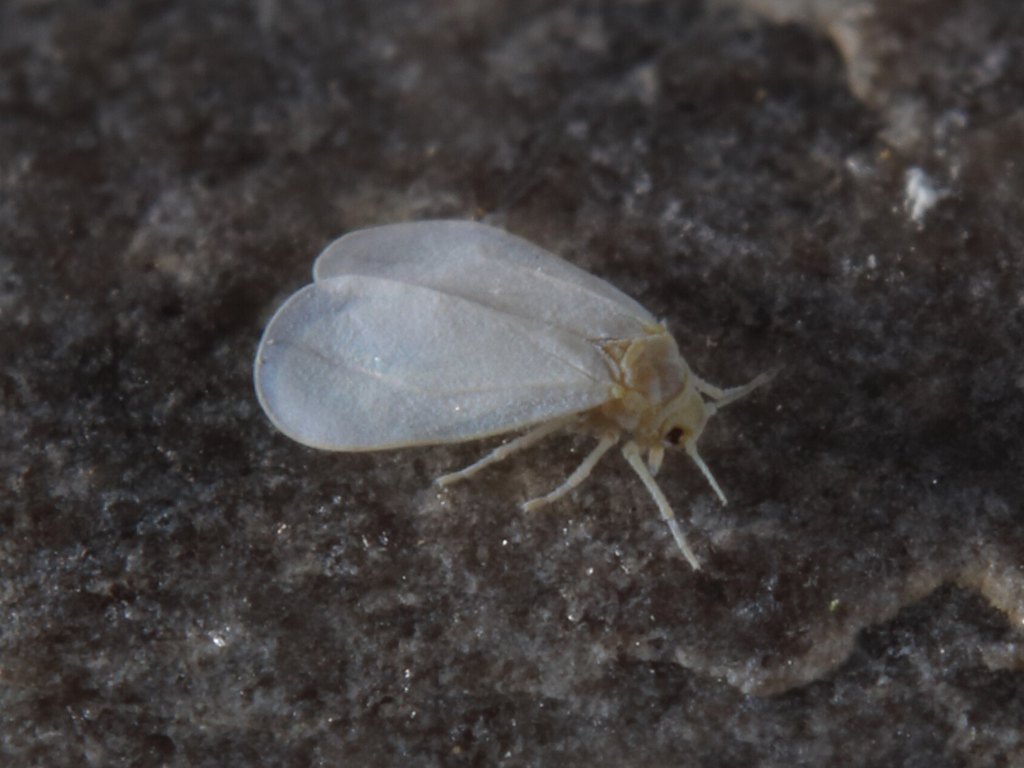 Close-up photo of whitefly used for garden pest identification