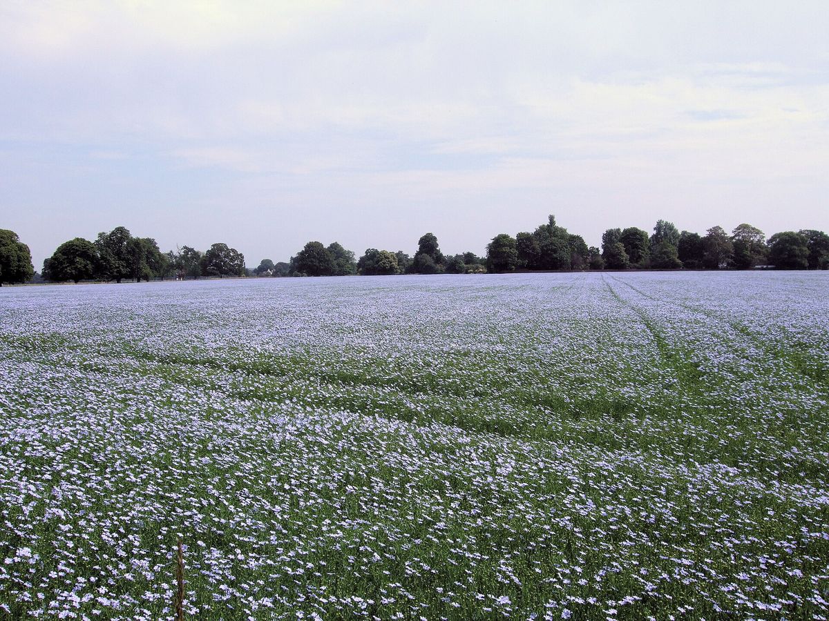 Flax (Seed) plant: Linaceae crop profile photo