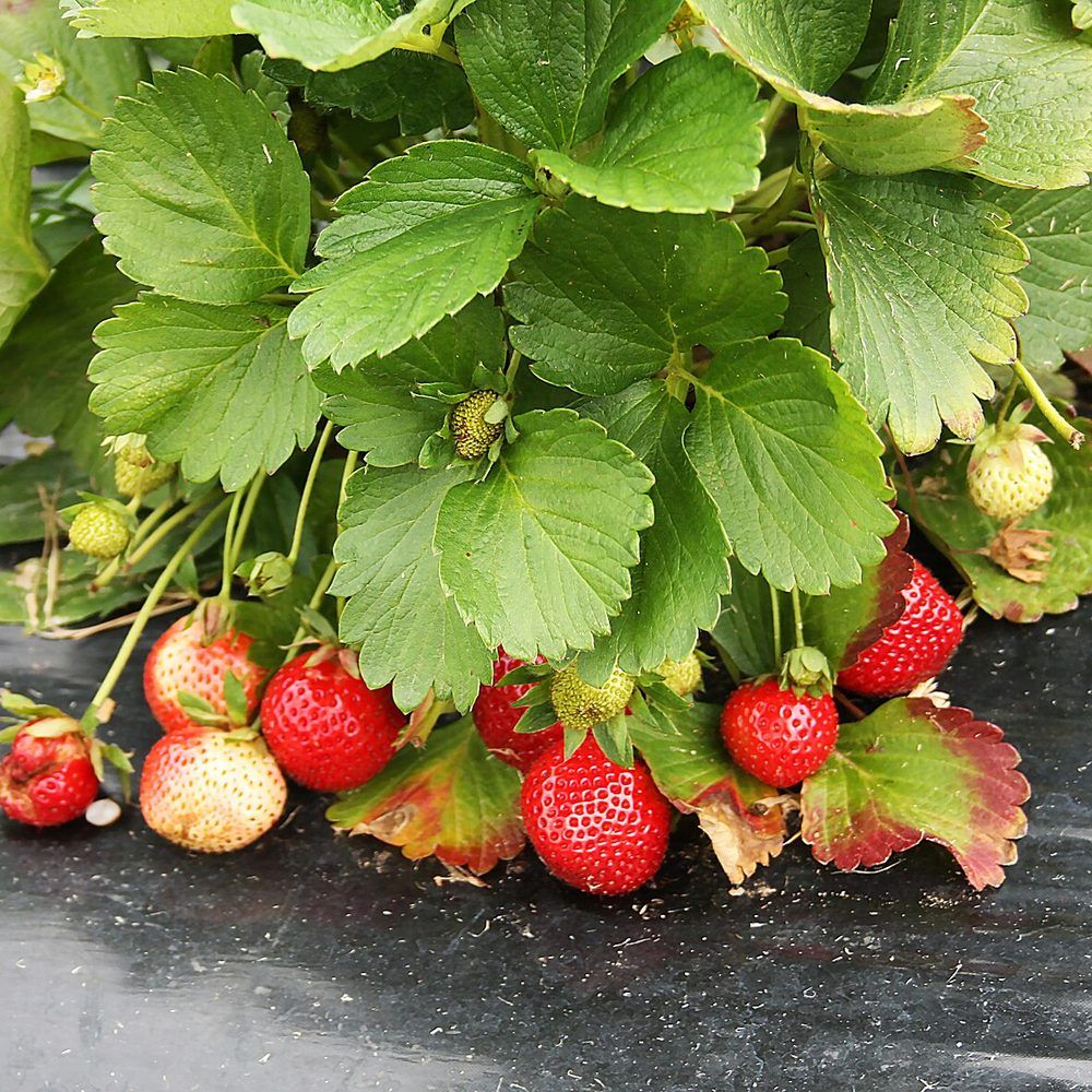 Strawberry plant: Rosaceae crop profile photo