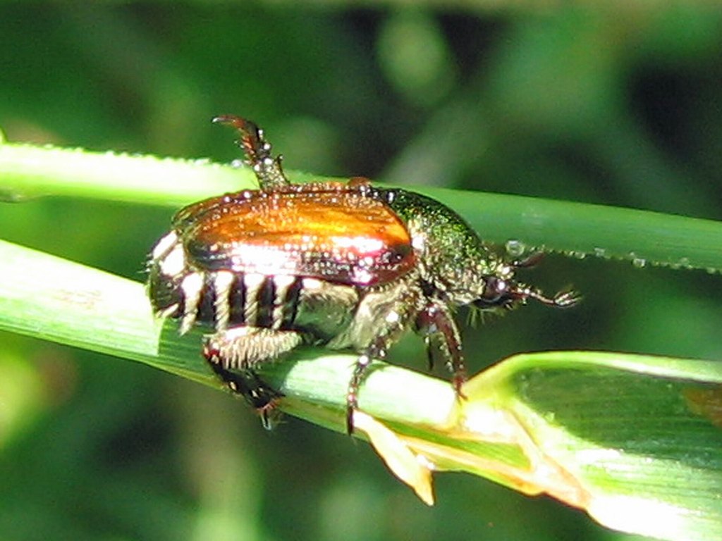 Close-up photo of japanese beetle used for garden pest identification