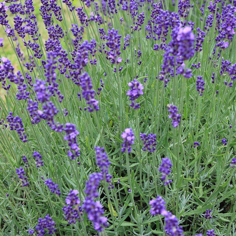 Lavender plant: Lamiaceae crop profile photo