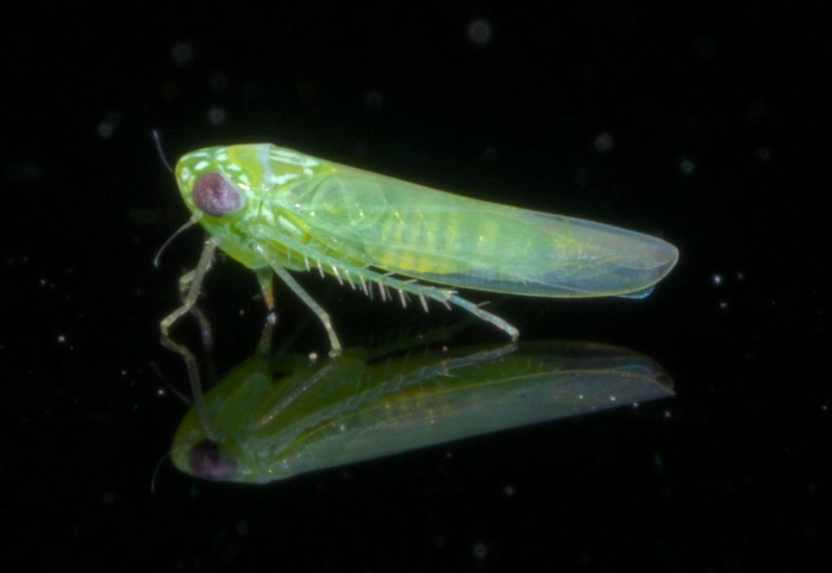 Close-up photo of potato leafhopper used for garden pest identification