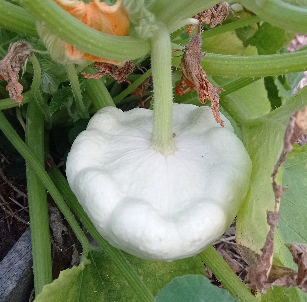 Patty Pan Squash growing. Photo for the patty pan squash growing guide