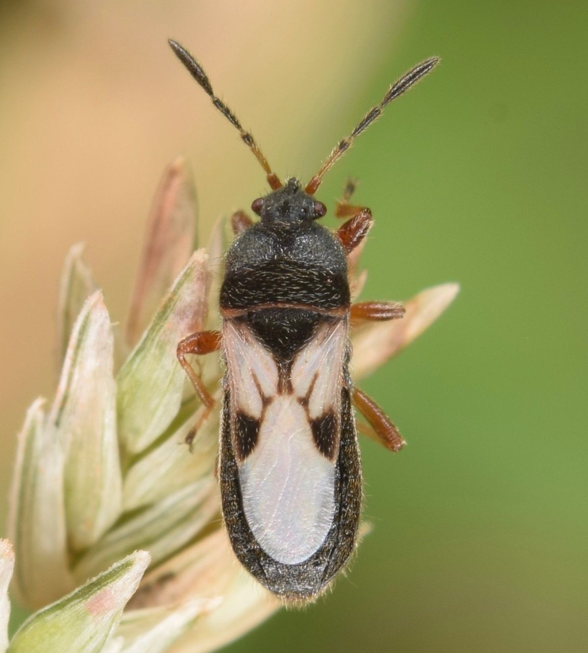 Close-up photo of chinch bug used for garden pest identification