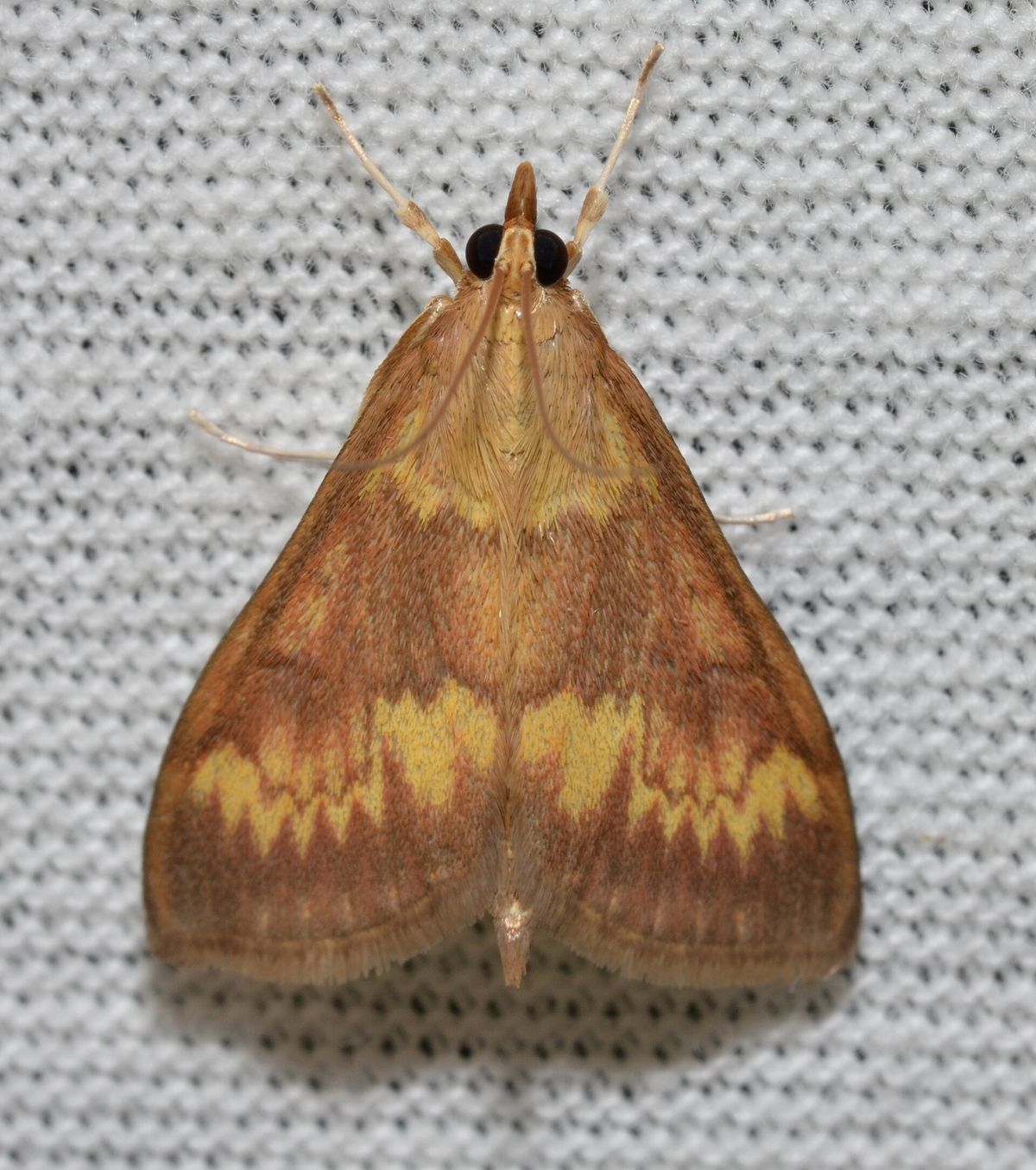Close-up photo of european corn borer used for garden pest identification