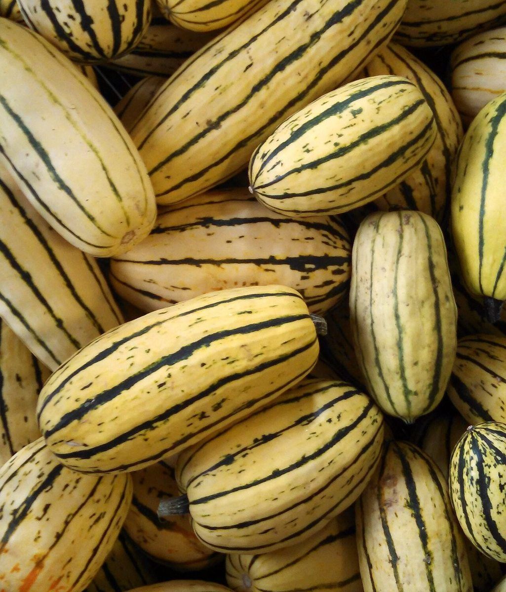 Delicata Squash growing. Photo for the delicata squash growing guide