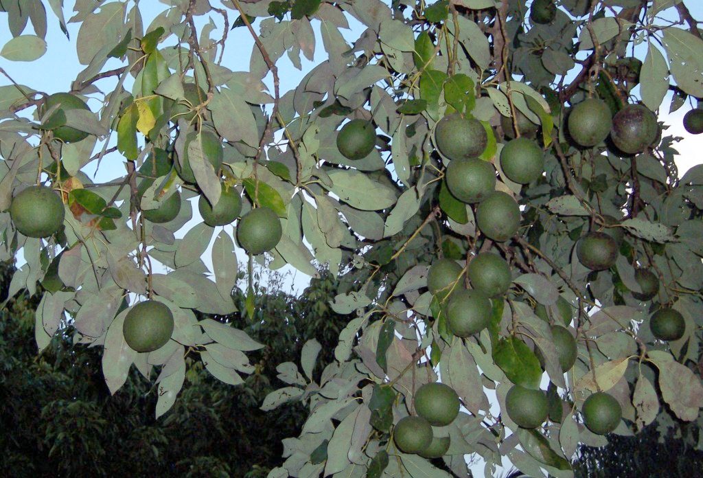 Avocado growing. Photo for the avocado growing guide