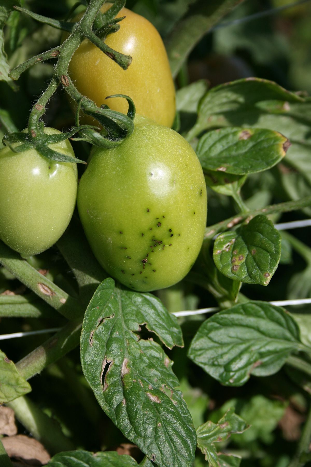 Photograph of bacterial speck symptoms used for plant disease identification