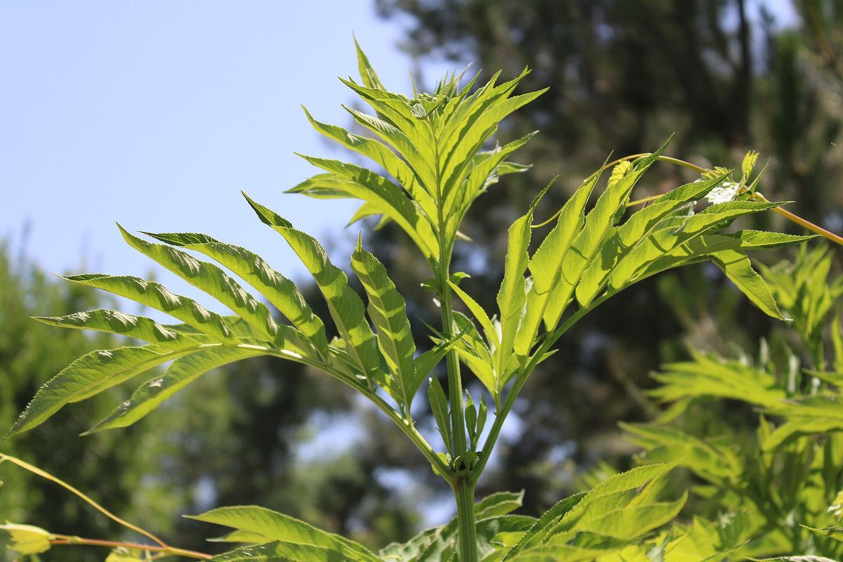 Elderberry plant: Adoxaceae crop profile photo