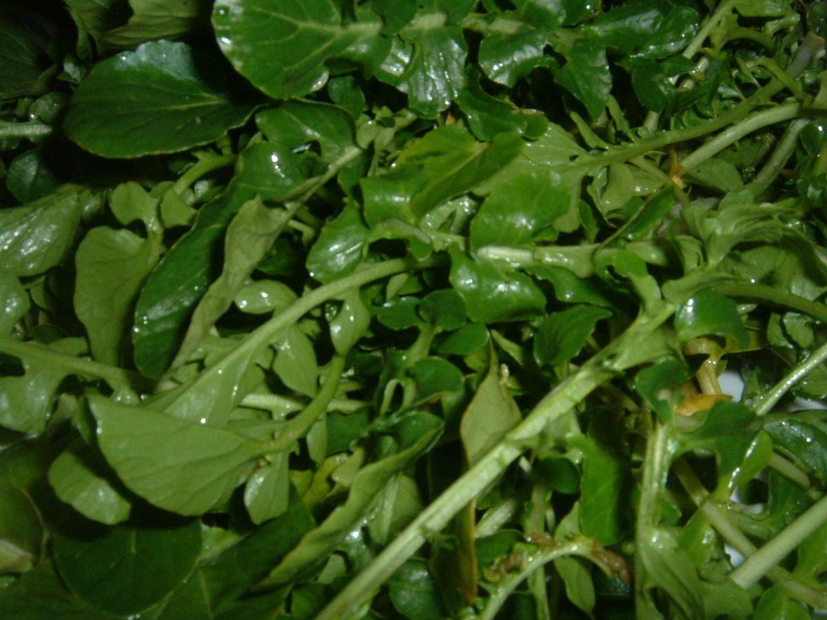 Watercress plant: Brassicaceae crop profile photo