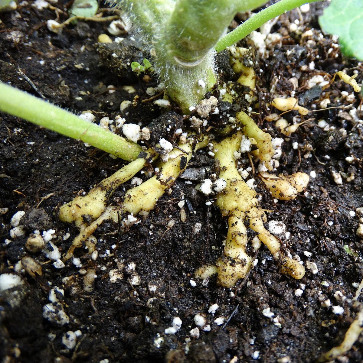 Photograph of root-knot nematode symptoms used for plant disease identification